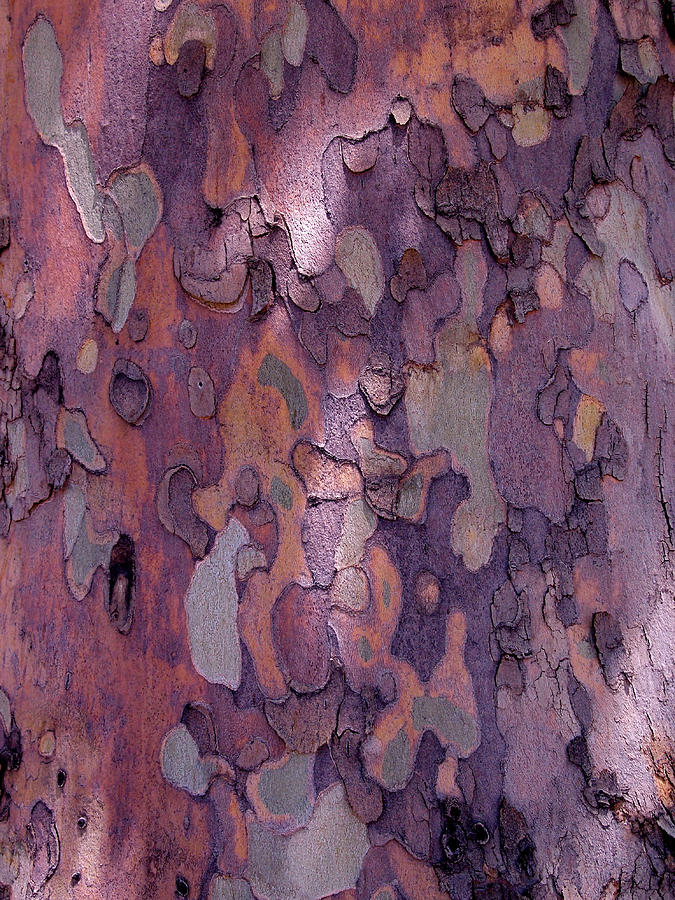 Tree Abstract Photograph