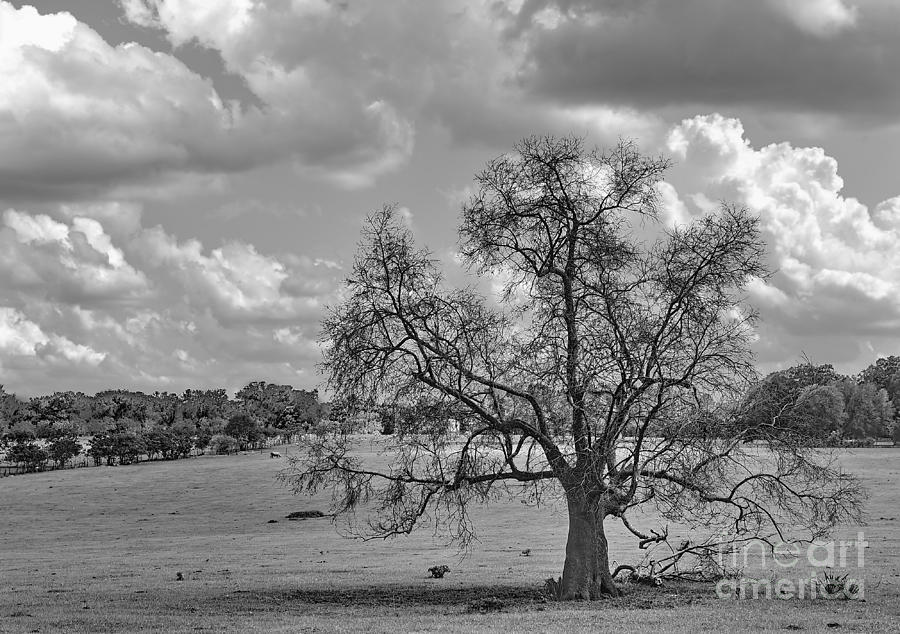 Tree Alone in Field - Tree of Many Seasons Photograph by Wayne Nielsen