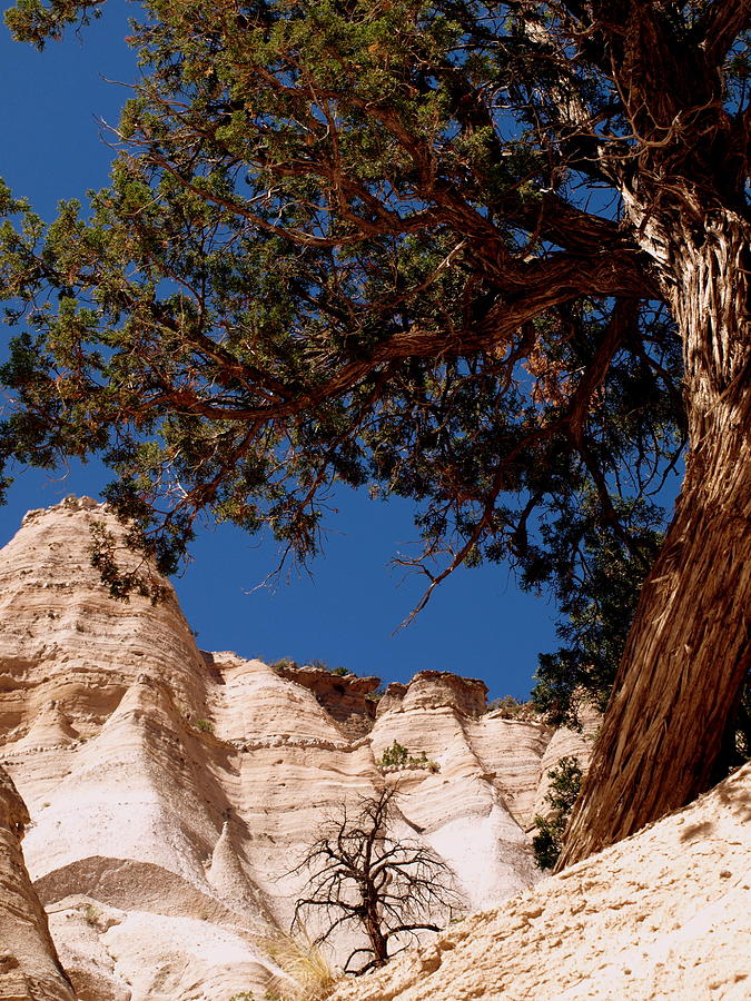 Tent Rocks Photograph - Tree Among the Rocks by Barbara Dolny-Bombar Tent Rocks Photograph - Tree Among the Rocks by Barbara Dolny-Bombar