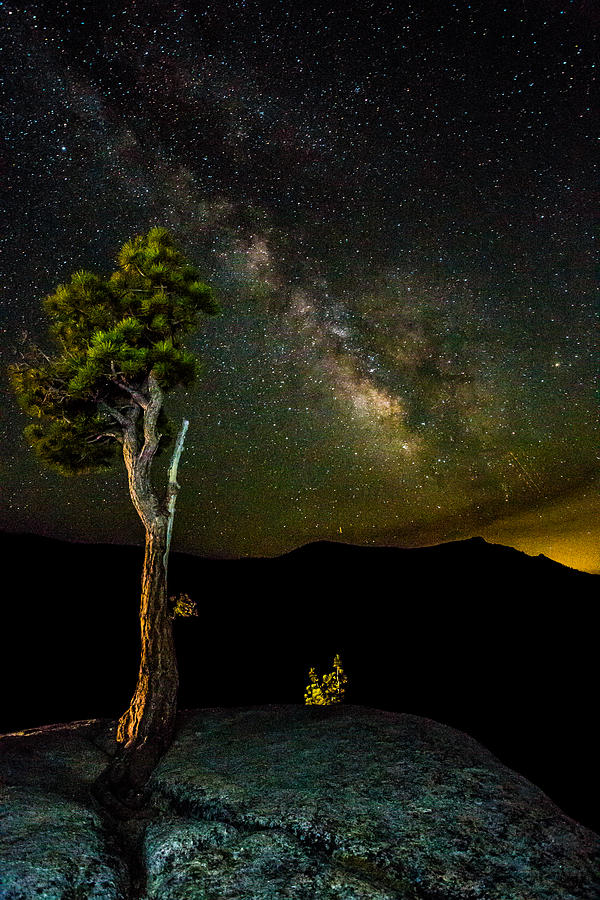 Tree Amongst the Stars Photograph by Mike Lee