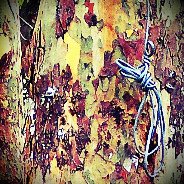 Nature Photograph - Tree And A Rope by Juan Parafiniuk