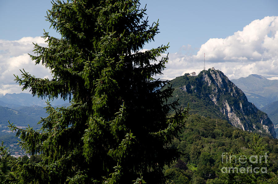 Tree and alps Photograph by Mats Silvan