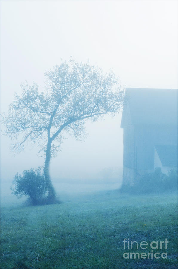 Tree and Barn in Fog Photograph by Jill Battaglia