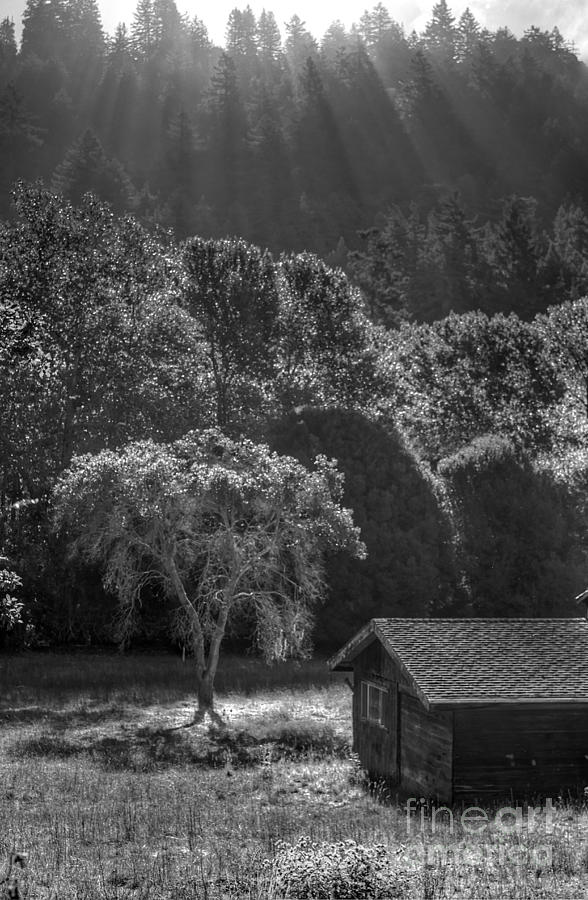 Tree and Barn on Foggy Morning Photograph by Morgan Wright