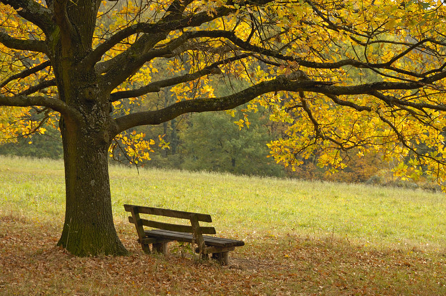 Tree and bench in fall Photograph by Matthias Hauser