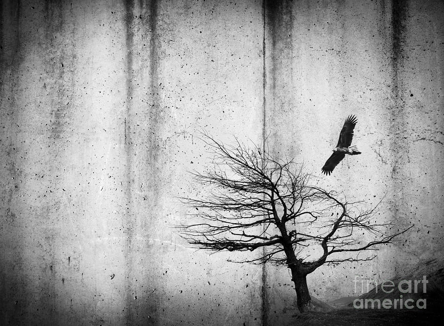 Tree and Bird Black and White Photograph by THP Creative