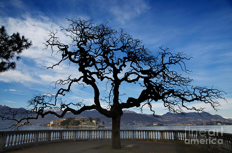 Mountain Photograph - Tree and borromee islands by Mats Silvan