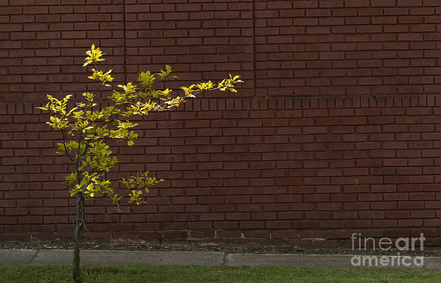 Tree And Brick Wall   #1177 Photograph by J L Woody Wooden