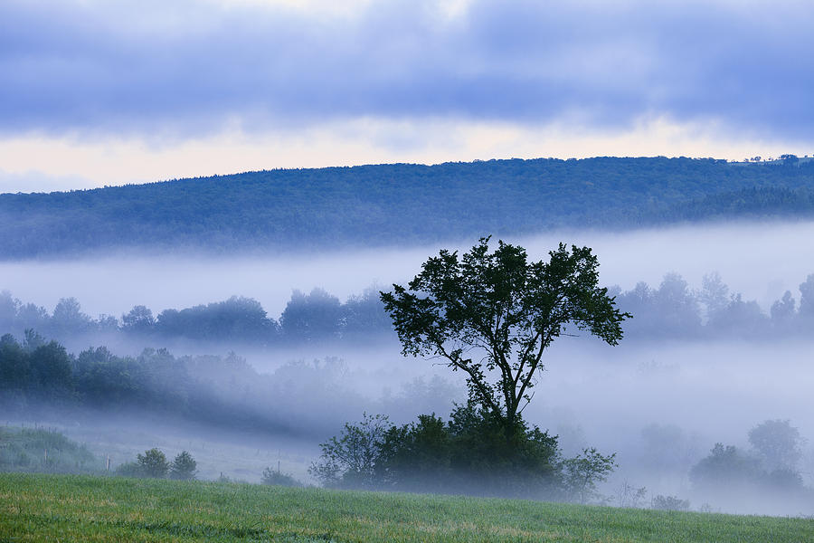 Mountain Photograph - Tree And Fog At Dawn by Yves Marcoux
