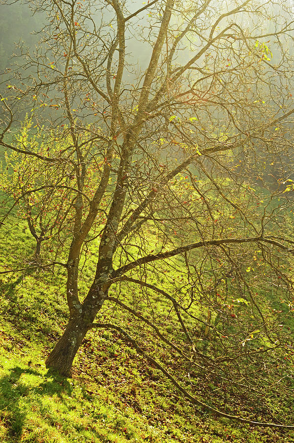 Tree And Fog, Ortenau, Baden Wine Route Photograph by Jochen Schlenker