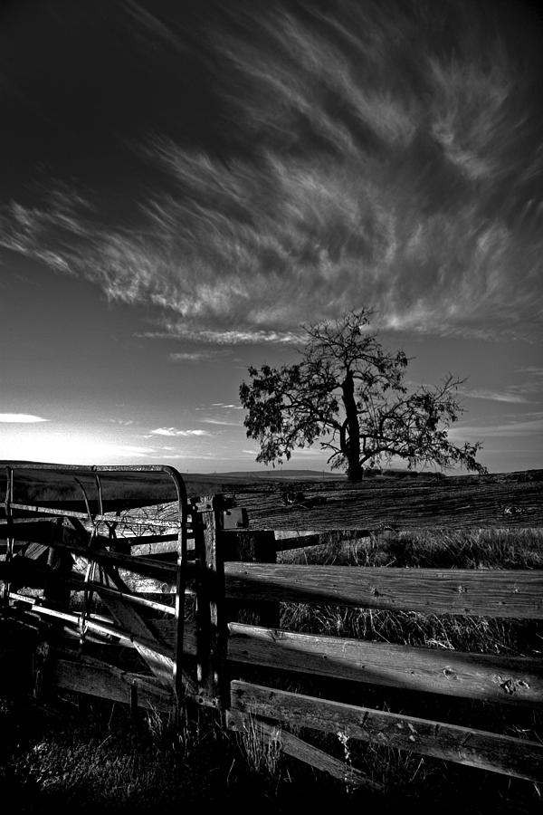 Tree and Gate Beale Air Force Base California Photograph by Martin