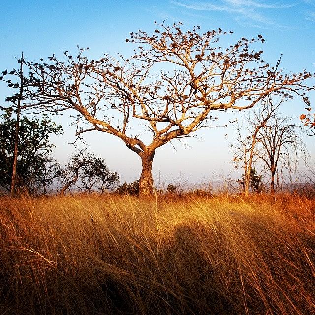Grass Photograph - Tree And Grass by Hitendra SINKAR Grass Photograph - Tree And Grass by Hitendra SINKAR
