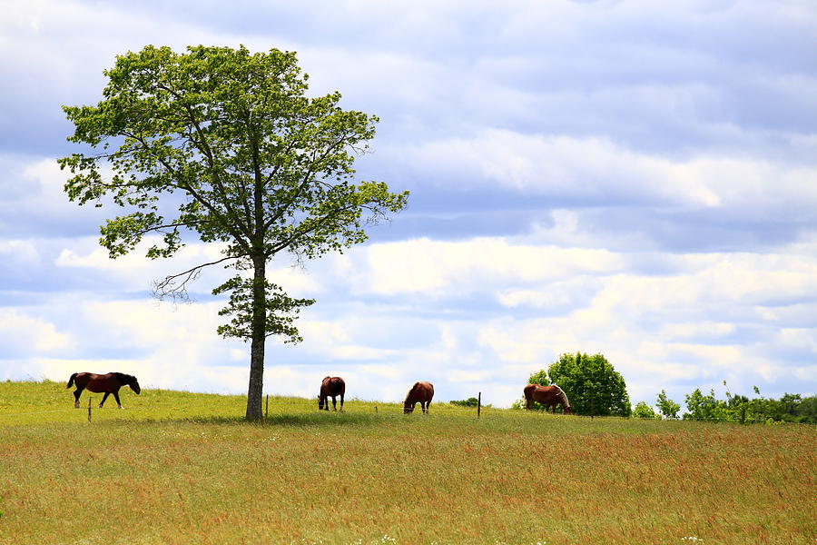 Tree and Horses Photograph by Gary Corbett