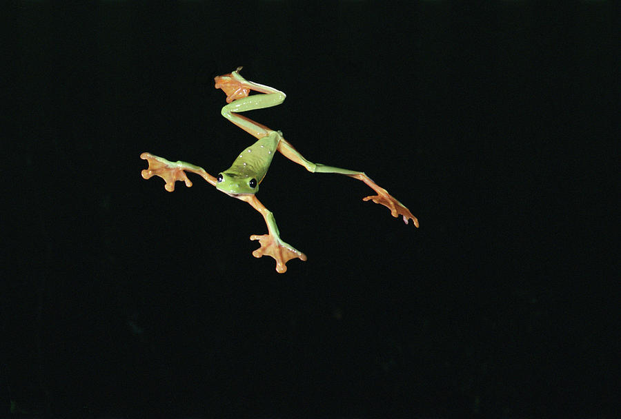Tree And Leaf Frog Jumping Photograph by Michael and Patricia Fogden