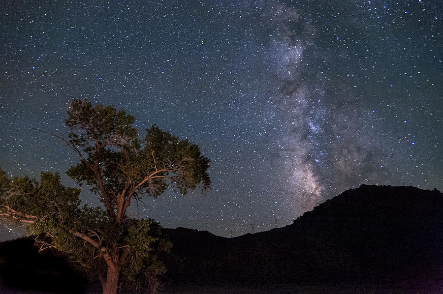 Tree and Milky Way Photograph by Cat Connor