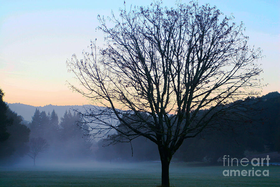 Tree and mist Photograph by Dan Hartford