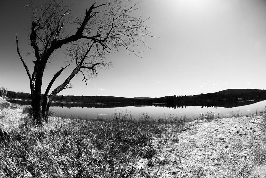 Landscape Photograph - Tree and Pond by Waylon  Wolfe