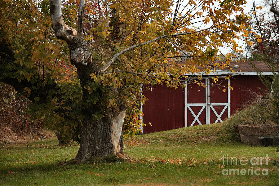 Fall Photograph - Tree and Red barn by Luv Photography