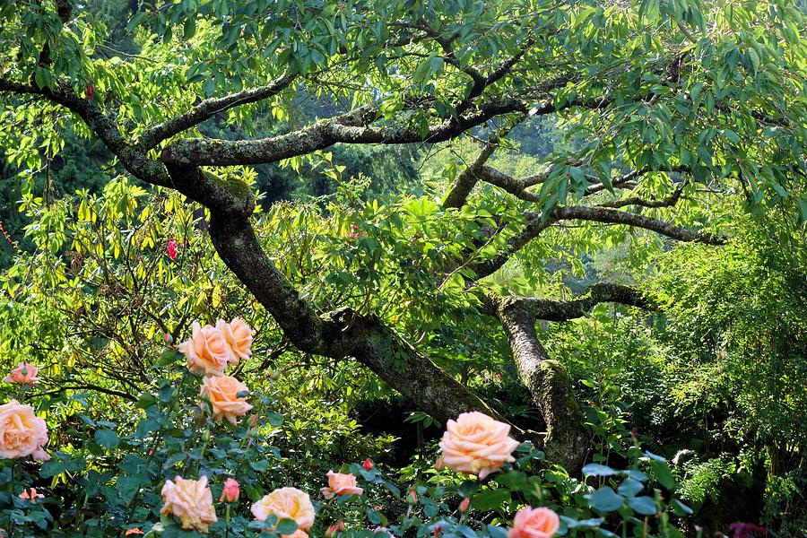 Tree and Roses Photograph by Jane Girardot