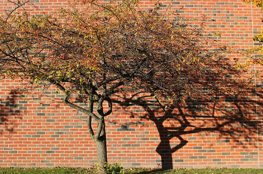 Tree Photograph - Tree and Shadow 1 by Mary Bedy