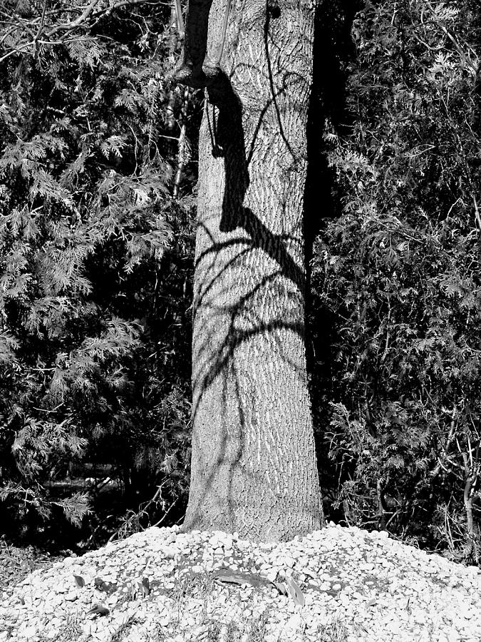 Tree and Shadows in Black and White Photograph by Corinne Elizabeth Cowherd