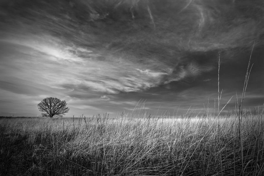 Tree and Sky Photograph by Lauri Novak