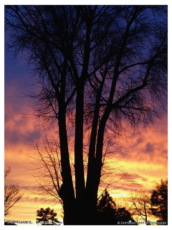 Tree And Sunset 1 Photograph