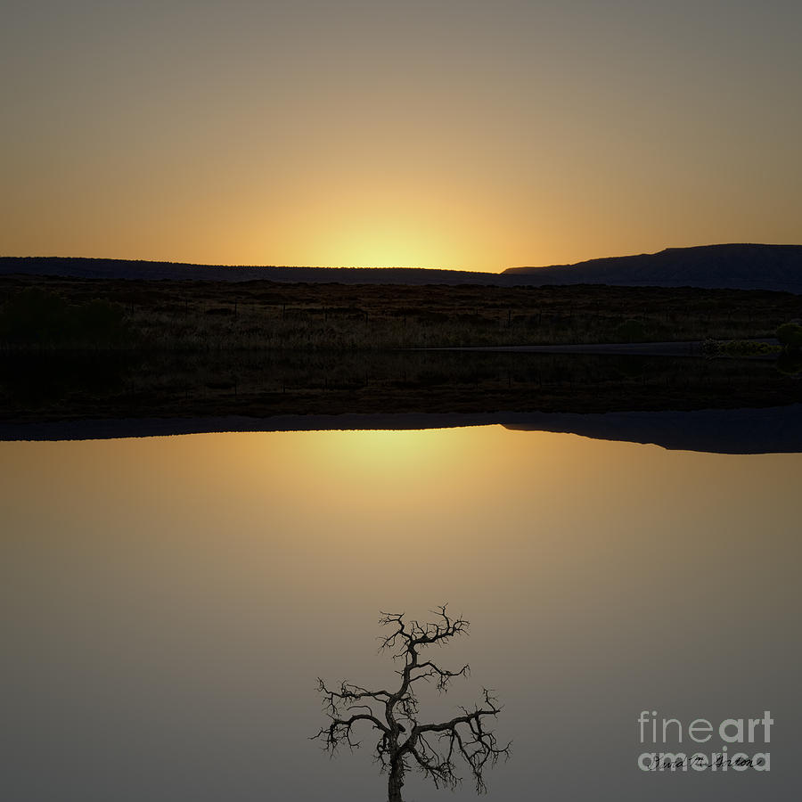 Tree Photograph - Tree and Sunset by David Gordon