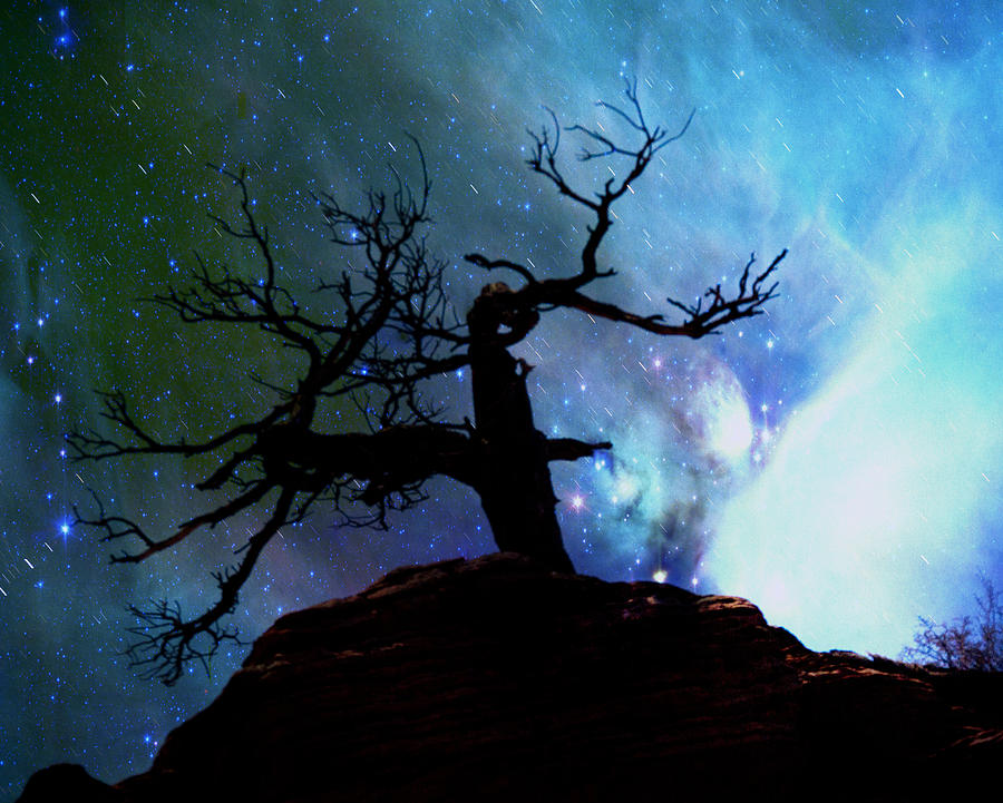 Tree and the Night Sky Photograph by Evie Carrier