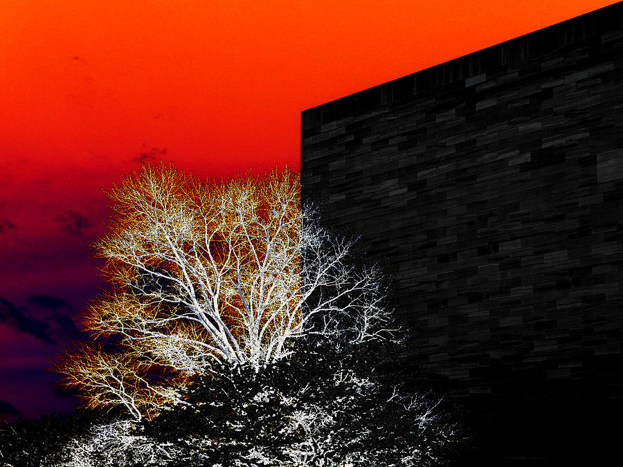 Tree and Wall Photograph by Yue Wang