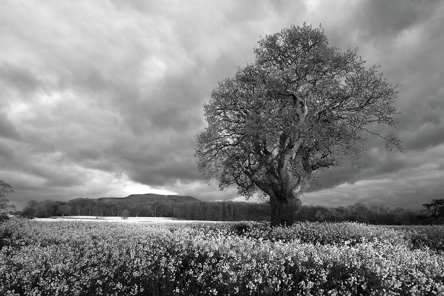 Tree Photograph by Anthony Owen-jones