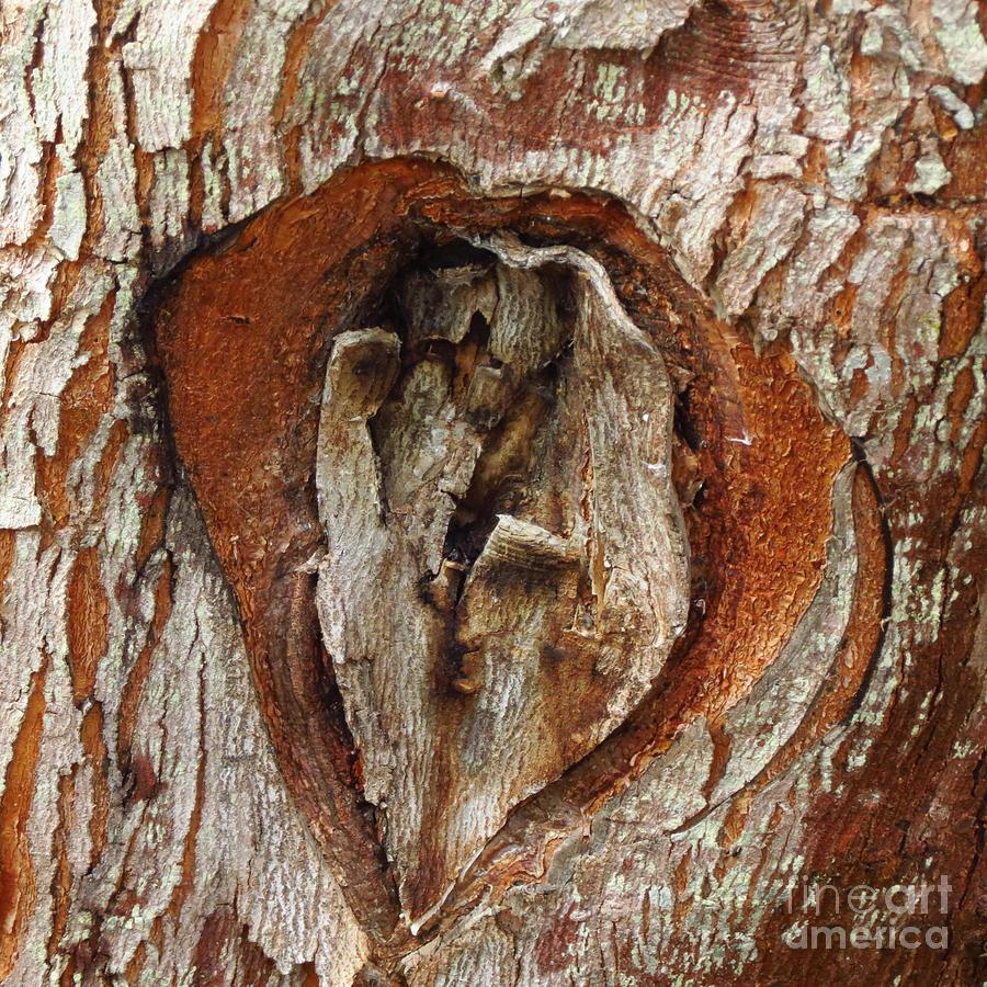 Tree Art Photograph by Anita Adams