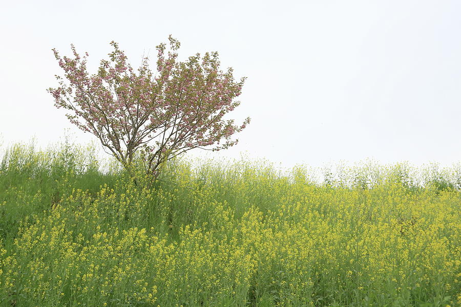 Tree At Cherry Yellow Field Photograph by Tsuntsun