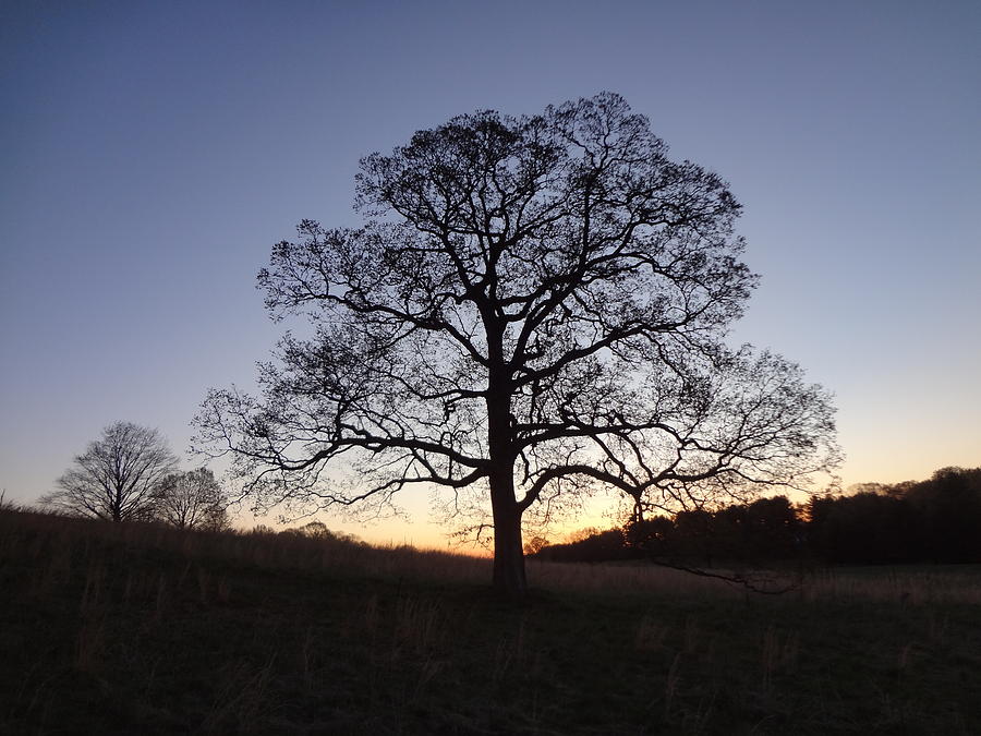 Tree at Dawn Photograph by Michael Porchik