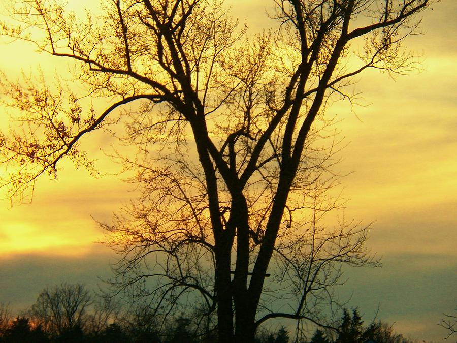 Tree at Dusk Photograph by Joyce Kimble Smith