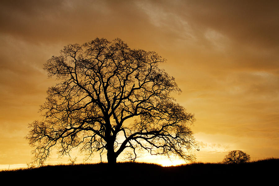 Tree At Golden Sunrise Photograph by Robert Woodward