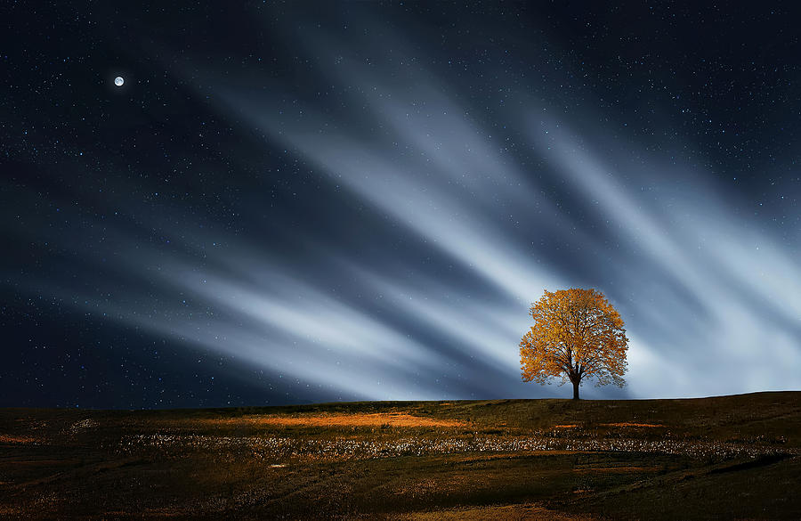 Amazing Photograph - Tree at night with stars by Bess Hamiti