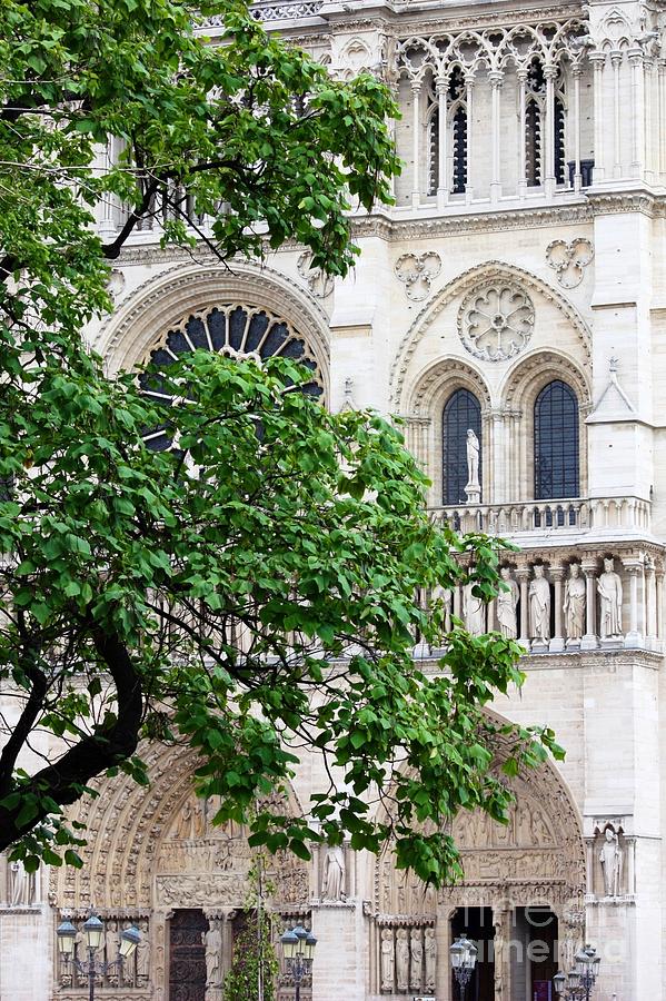Tree at Notre Dame Photograph by Carol Groenen