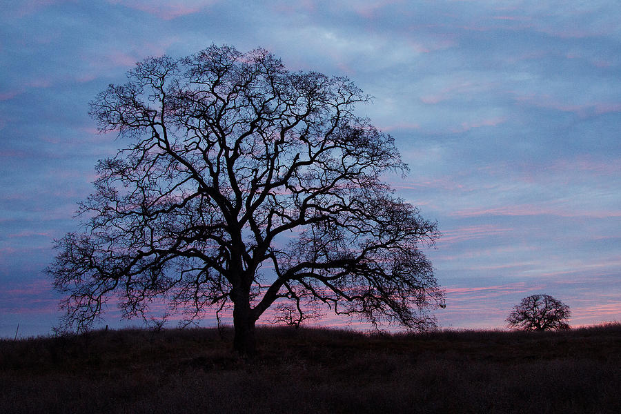 Tree At Purple Sunrise Photograph by Robert Woodward