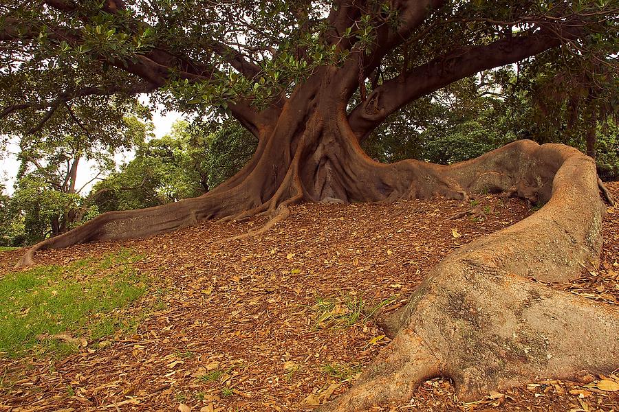 Tree at Royal Botanic Garden Photograph by Stuart Litoff