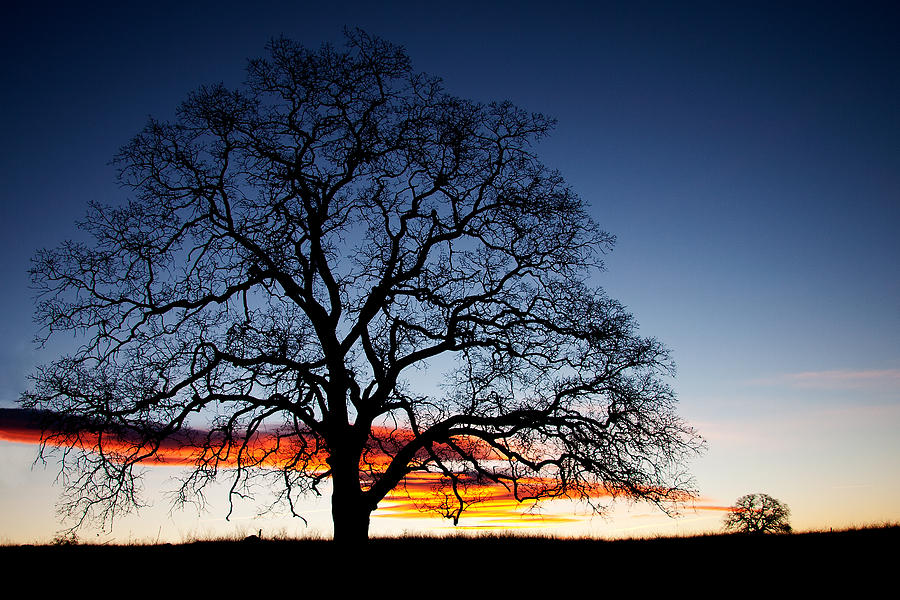 Tree At Sunrise Photograph by Robert Woodward