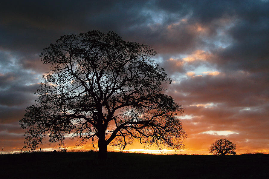 Tree At Sunrise With Clouds Photograph by Robert Woodward