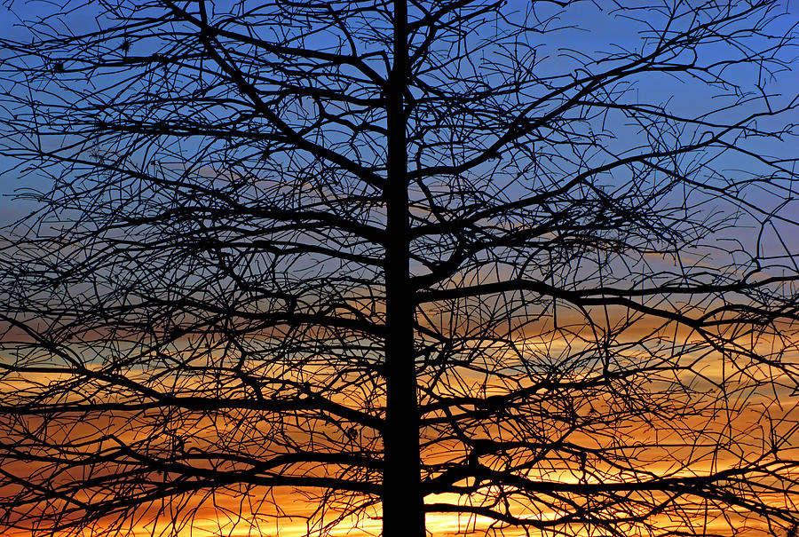 Tree at Sunset Photograph by Daniel Woodrum