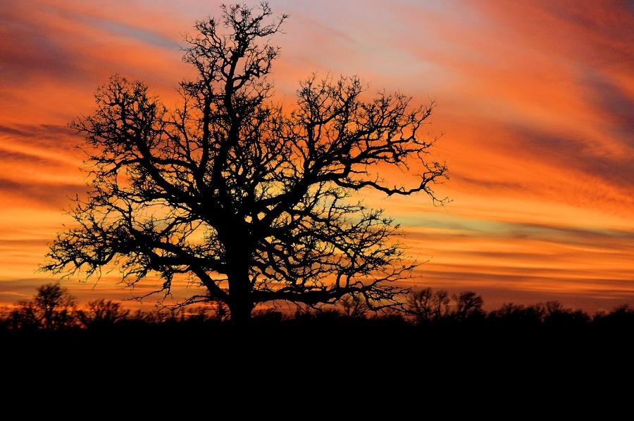 Tree at Sunset Photograph by Elizabeth Budd