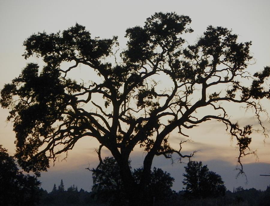 Tree at Sunset Photograph by James Adger