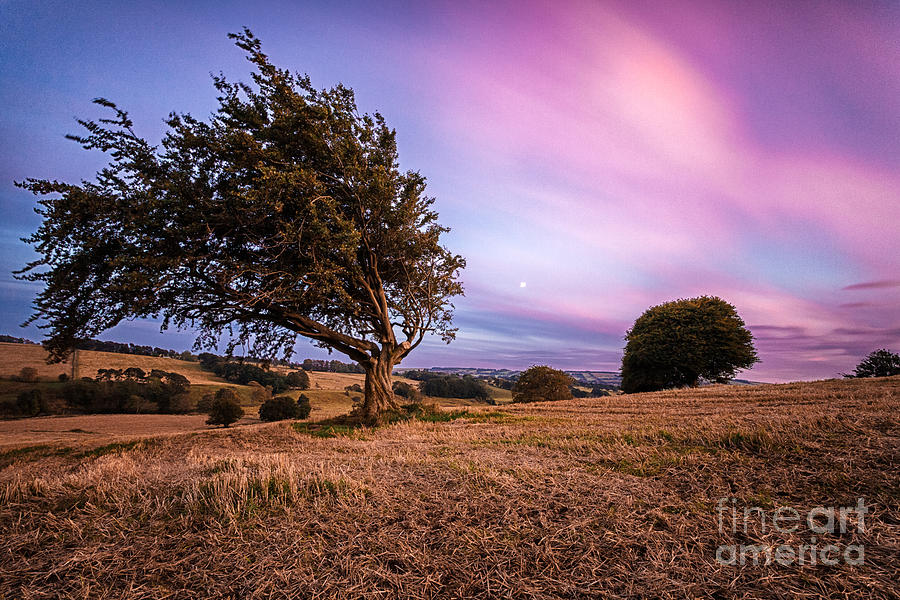 Sunset Photograph - Tree At Sunset by John Farnan