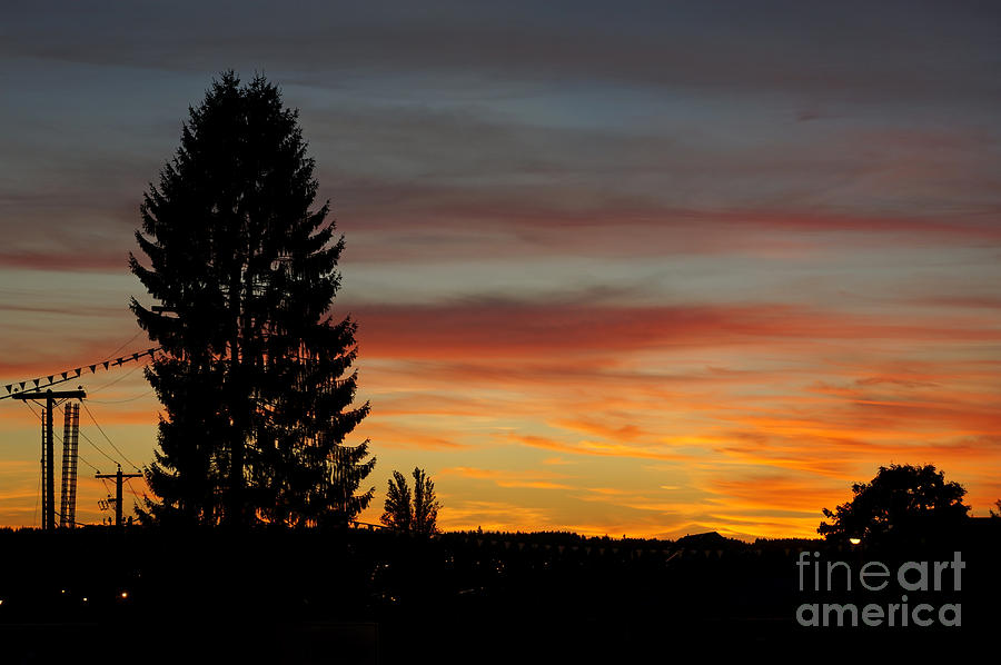 Tree at Sunset Photograph by John  Mitchell