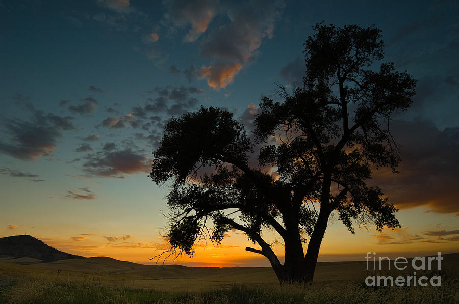 Sunset Photograph - Tree At Sunset by John Shaw