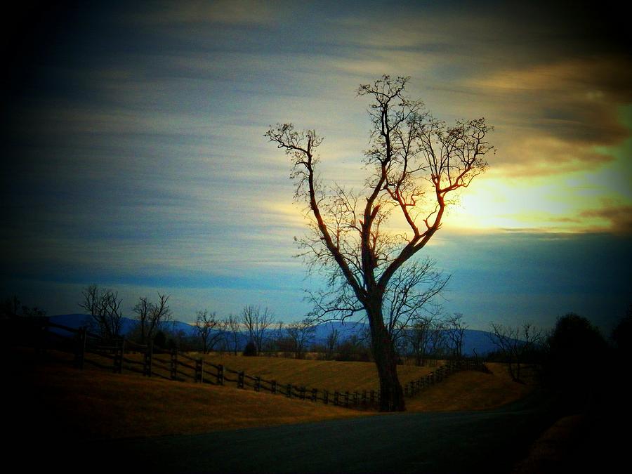 Tree at Sunset Photograph by Joyce Kimble Smith