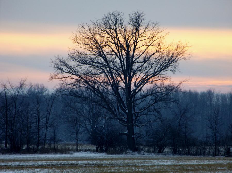 Tree at Sunset Photograph by Linda Kerkau
